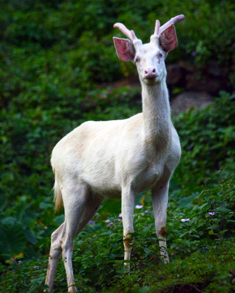 animal park, white deer, wild animals, animal encounter mauritius, la vallée des couleurs